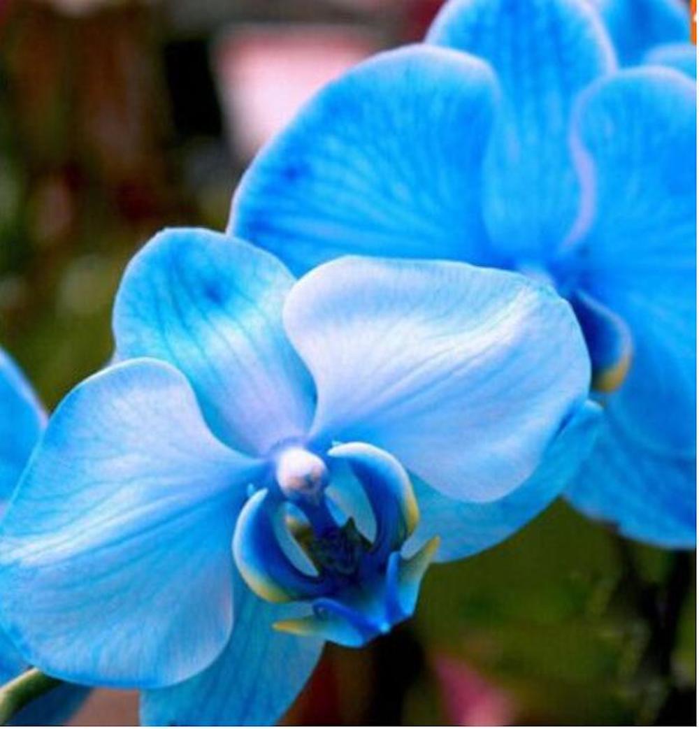 20 SEED PACK for Germination of Exotic ORCHID rare house plant flower garden