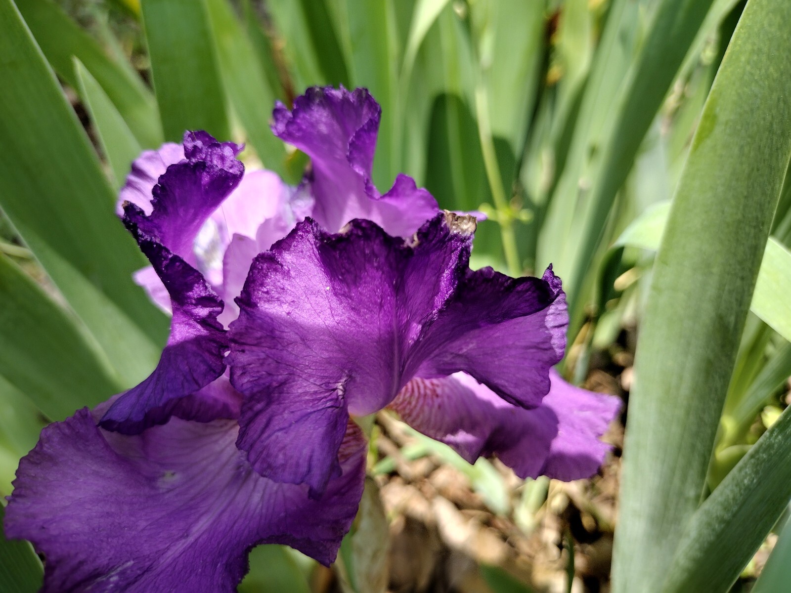 5 MIXED VARIETIES IRIS Rhizomes FREE SHIPPING