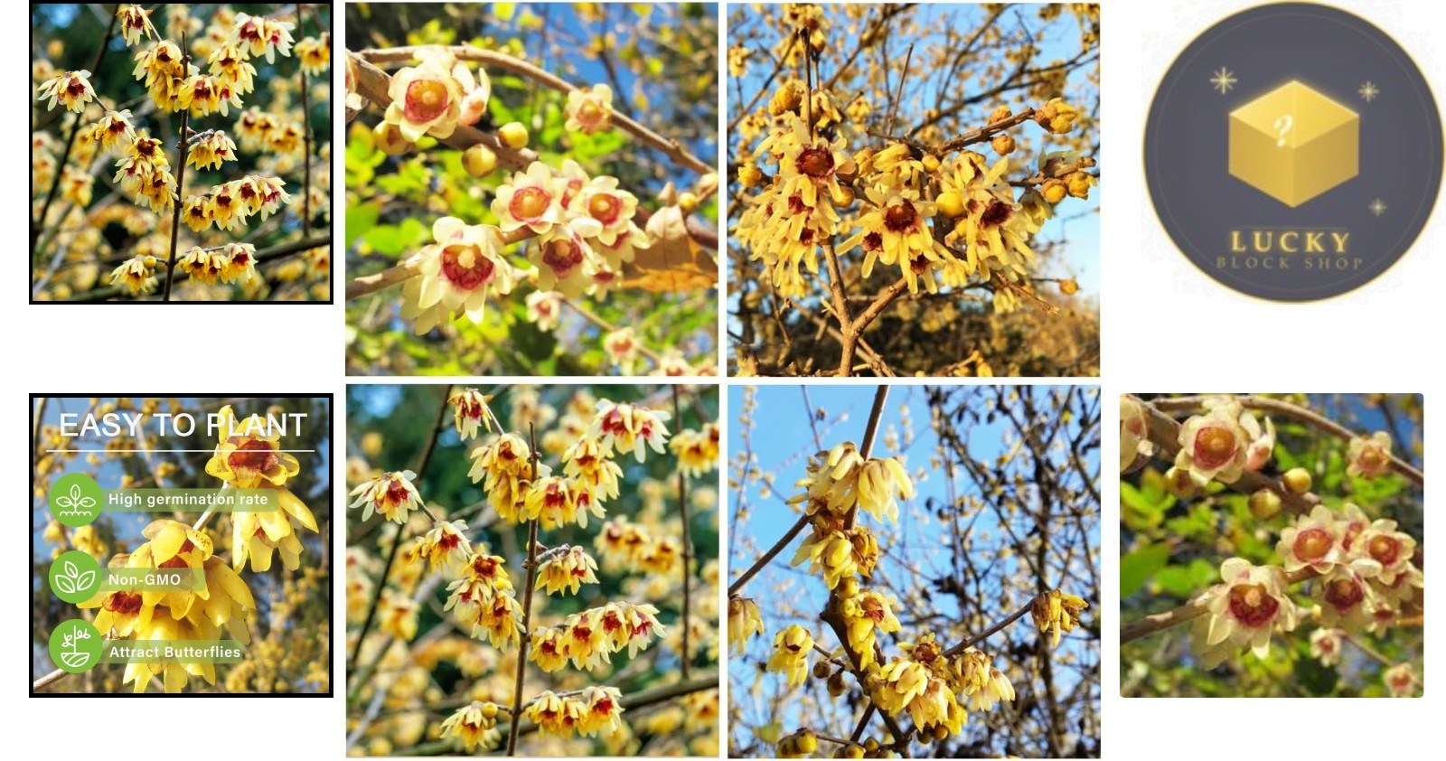 Wintersweet Flower Seeds – 10+ Perennial Seeds for Blossoms from Winter to Fall