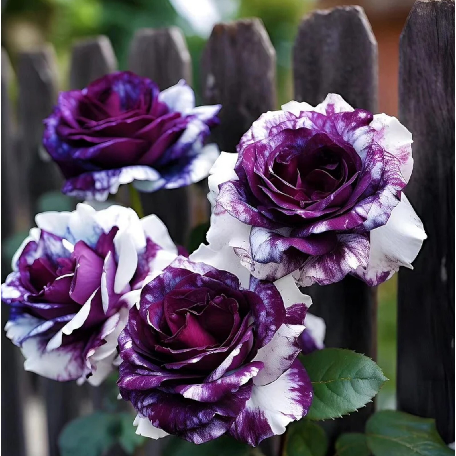 20pcs Rare Purple and White Twin Rose Seeds – Captivating Garden Contrasts