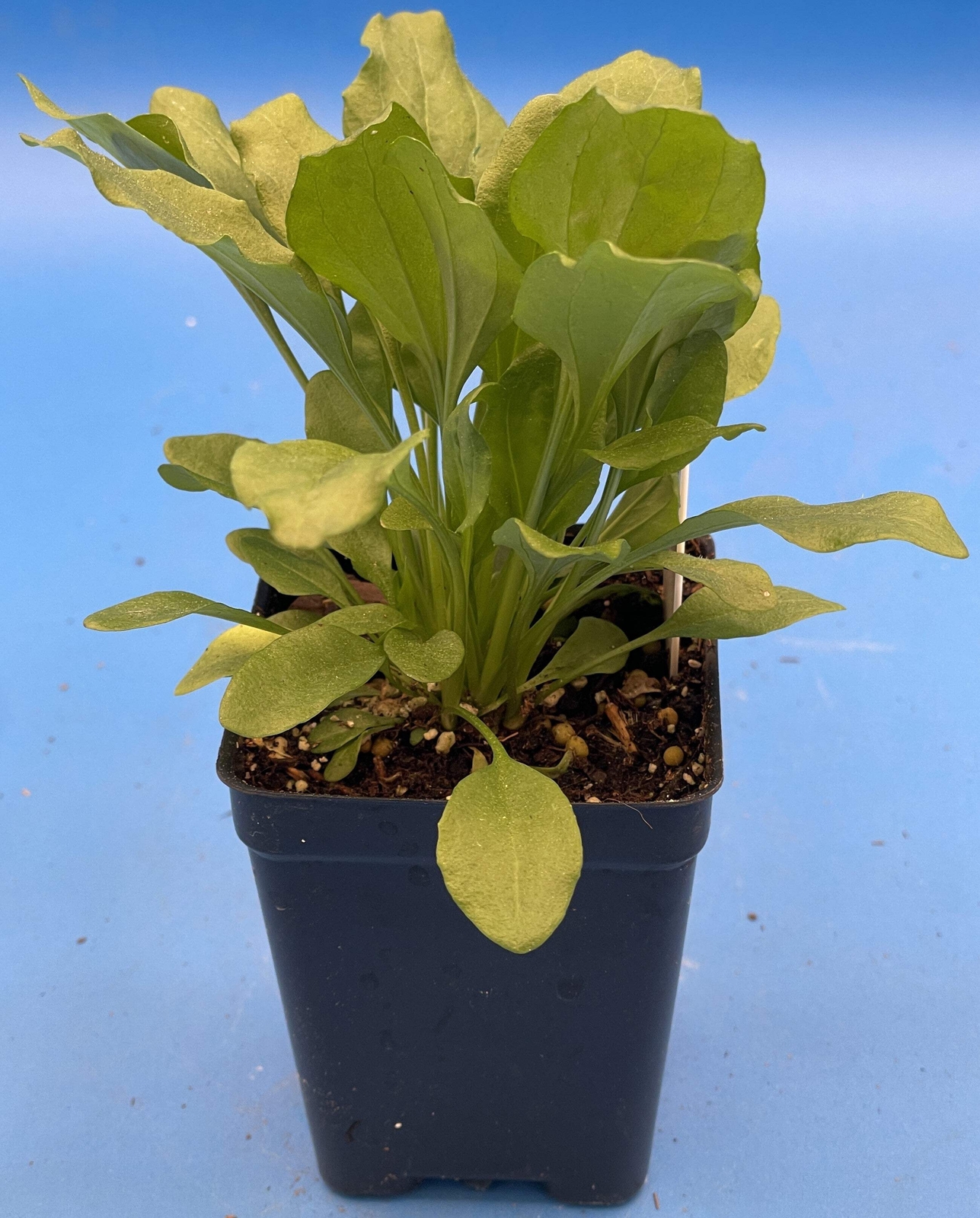 Greater Plantain Starter Plant – Plantago Major – Useful Plants