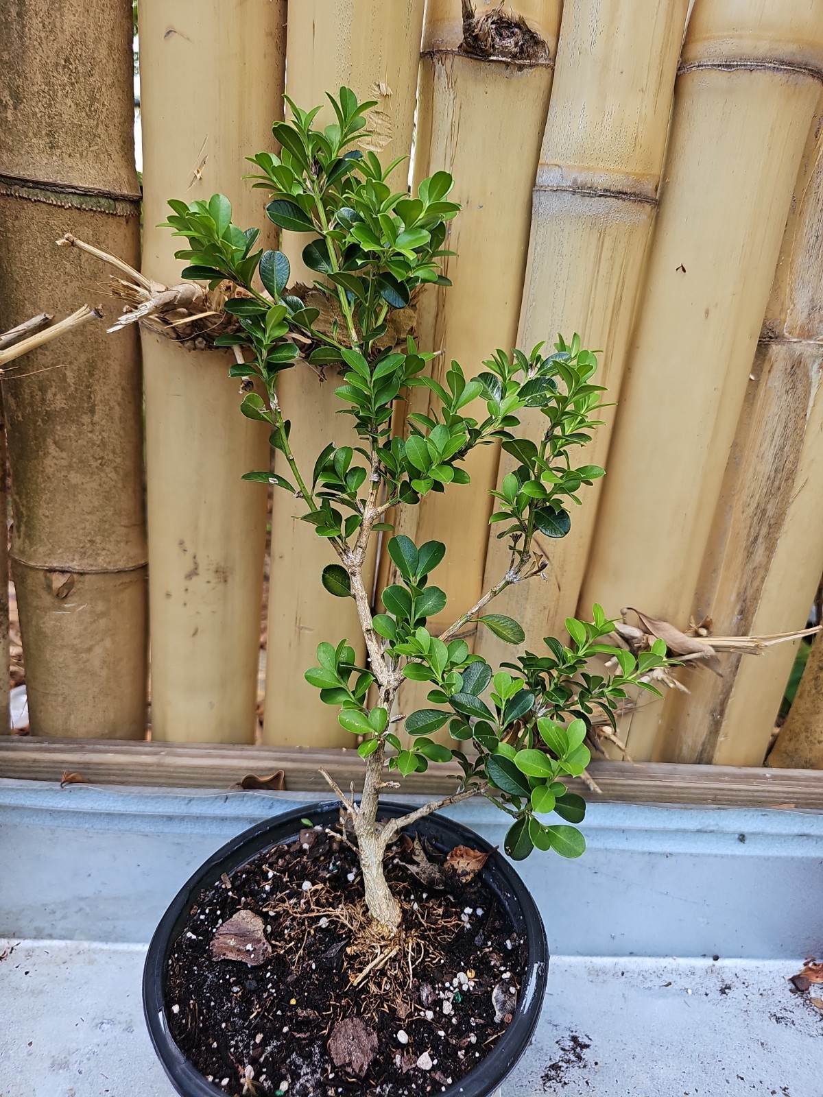 Boxwood Japanese 14 Inch Buxus microphylla For Bonsai Evergreen Plant