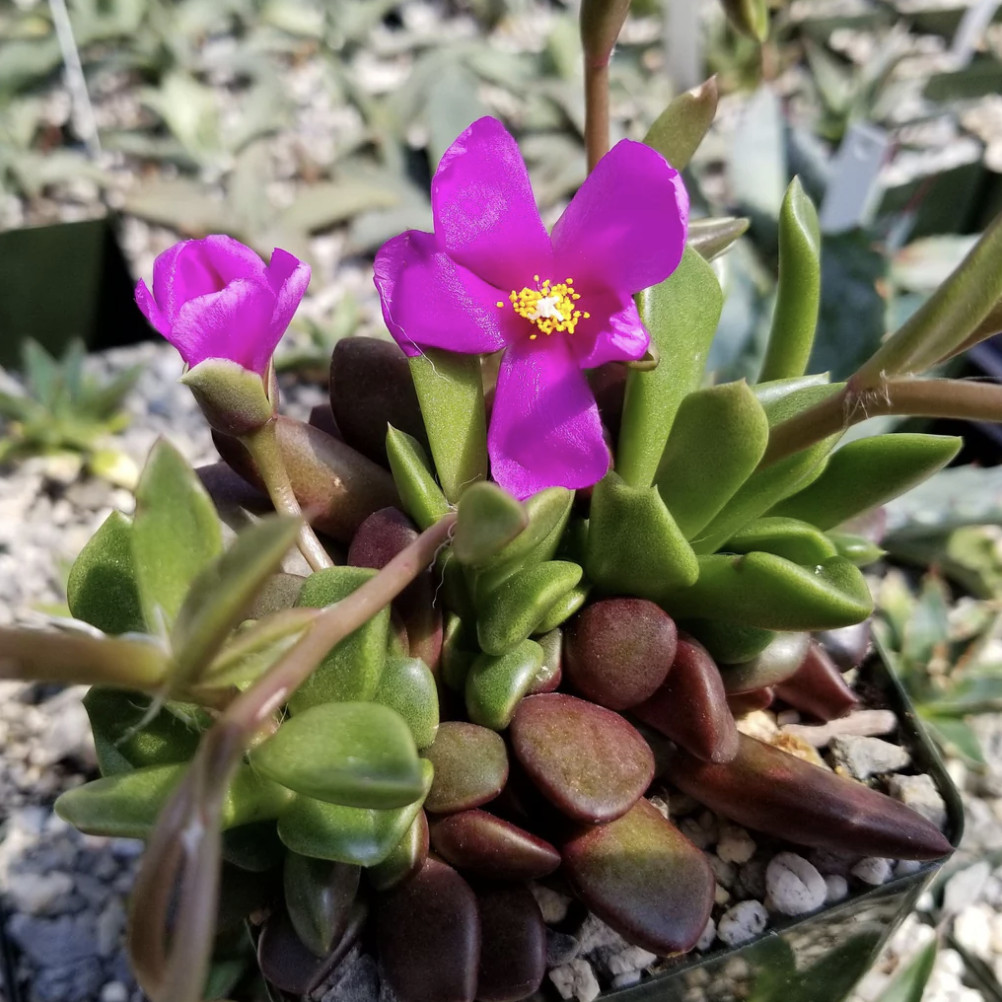 Sand Rose Succulent Anacampseros rufescens Live Plant 4″ Pot Pink Flower