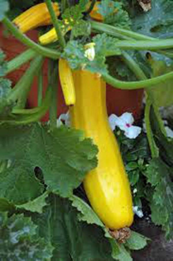 SQUASH SEED, EARLY PROLIFIC STRAIGHT NECK SQUASH, HEIRLOOM, 500 SEEDS