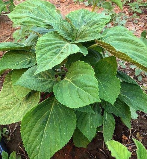 100+Purple Shiso Seeds Purple perilla Zisu Tia To Tim Beefsteak /Sesame leaf USA