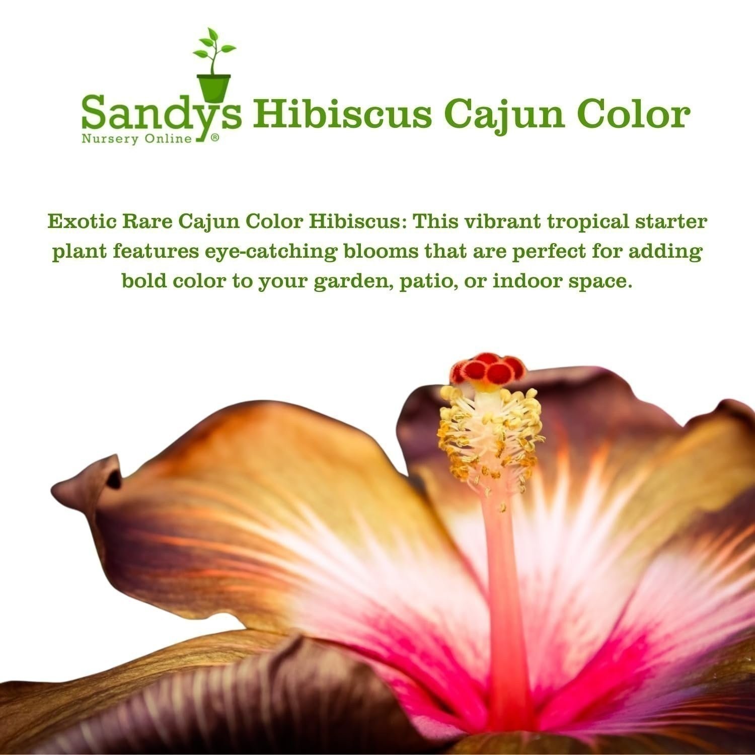 Hibiscus Cajun Color Live Plant BlackBerry Jam Starter Plant