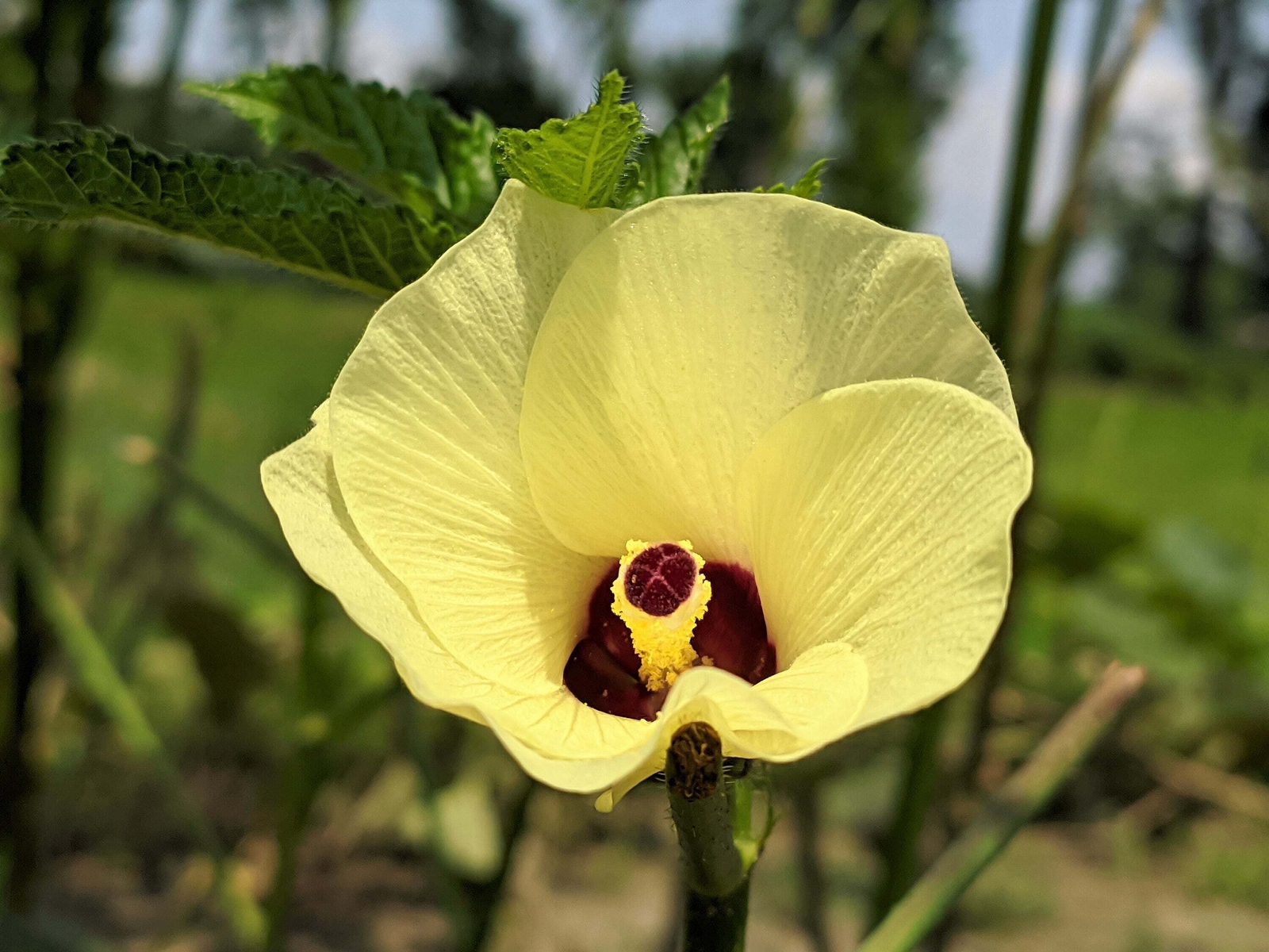 50 JING ORANGE OKRA Abelmoschus Esculentus YellowFlwr Red Orange Vegetable Seeds
