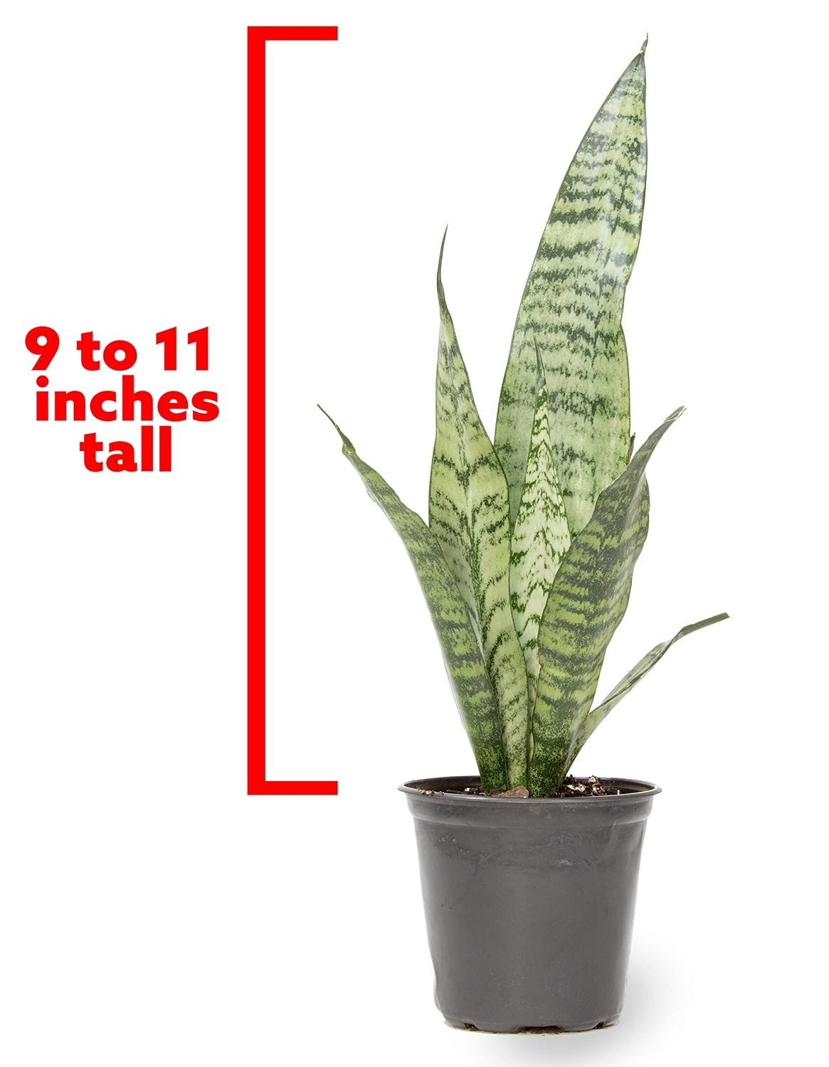 Sansevieria Zeylanica Live Snake Plant in Pot Mother Plant Indoor House Decor