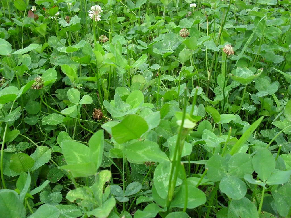 LADINO CLOVER SEEDS 1 LB. High Protein Cover Crop