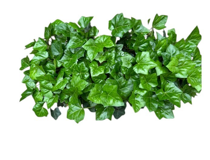 English Ivy Live Plants Set Of 48 Hedera Helix Thorndale Indoor/Out In 2.25″ Pot