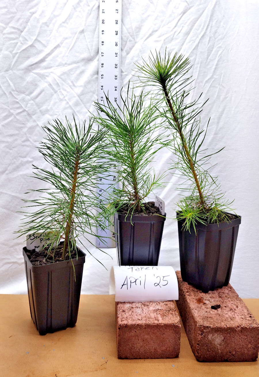 Scotch/Scots Pine. Pinus sylvestris. One year old tree in nursery pot ready for