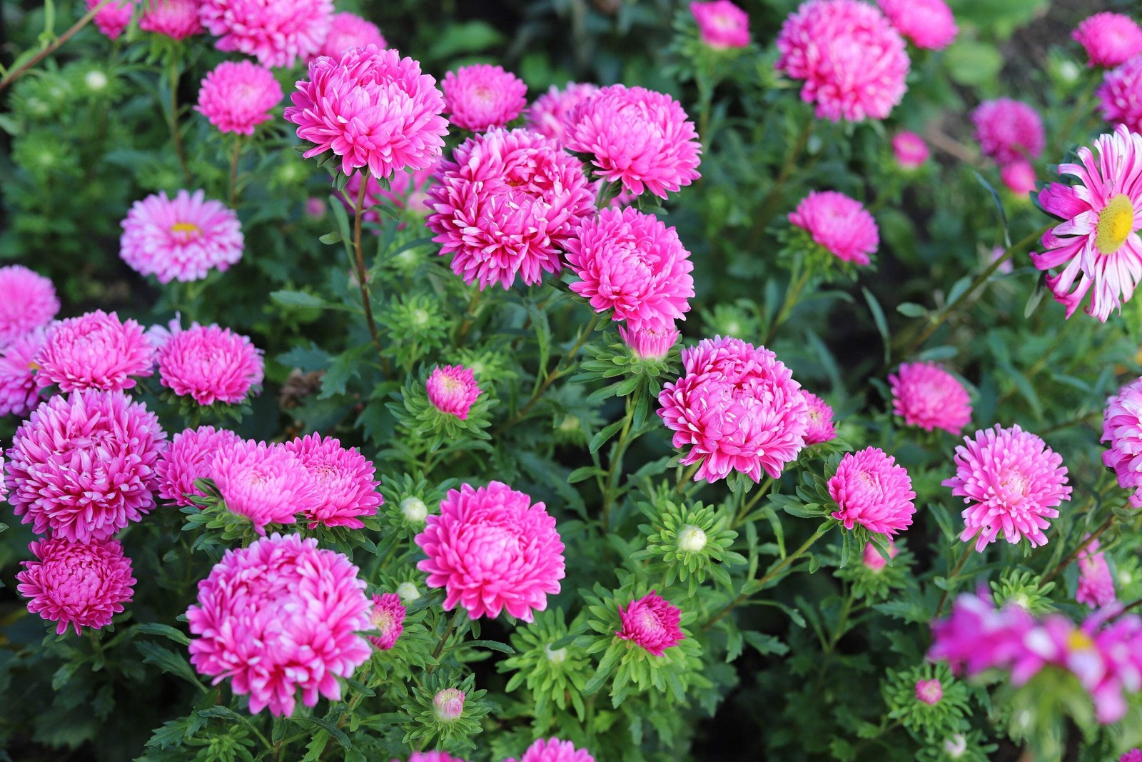 30 MIXED PAEONY ASTER Callistephus Peony Red Pink Blue Purple + Flower Seeds