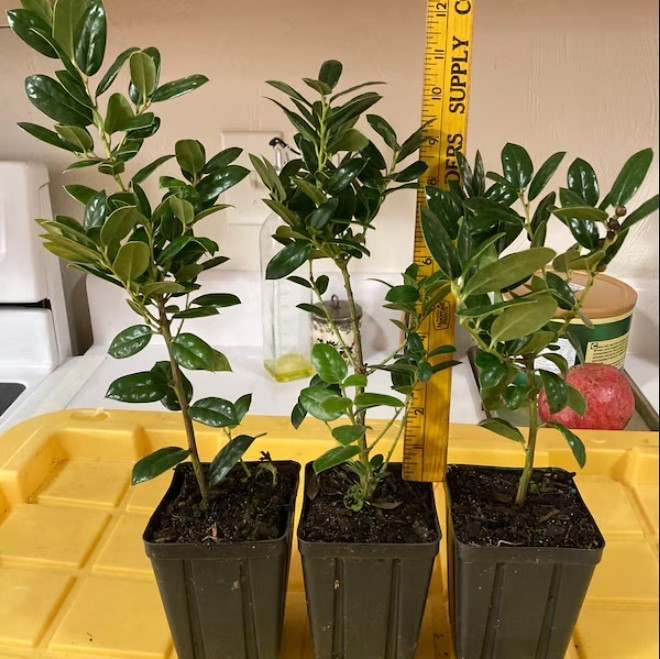 Dwarf Burford Holly Live Plant – 6-12″ Tall – 4″ Pot – Ilex Shrub – Zones 5-9