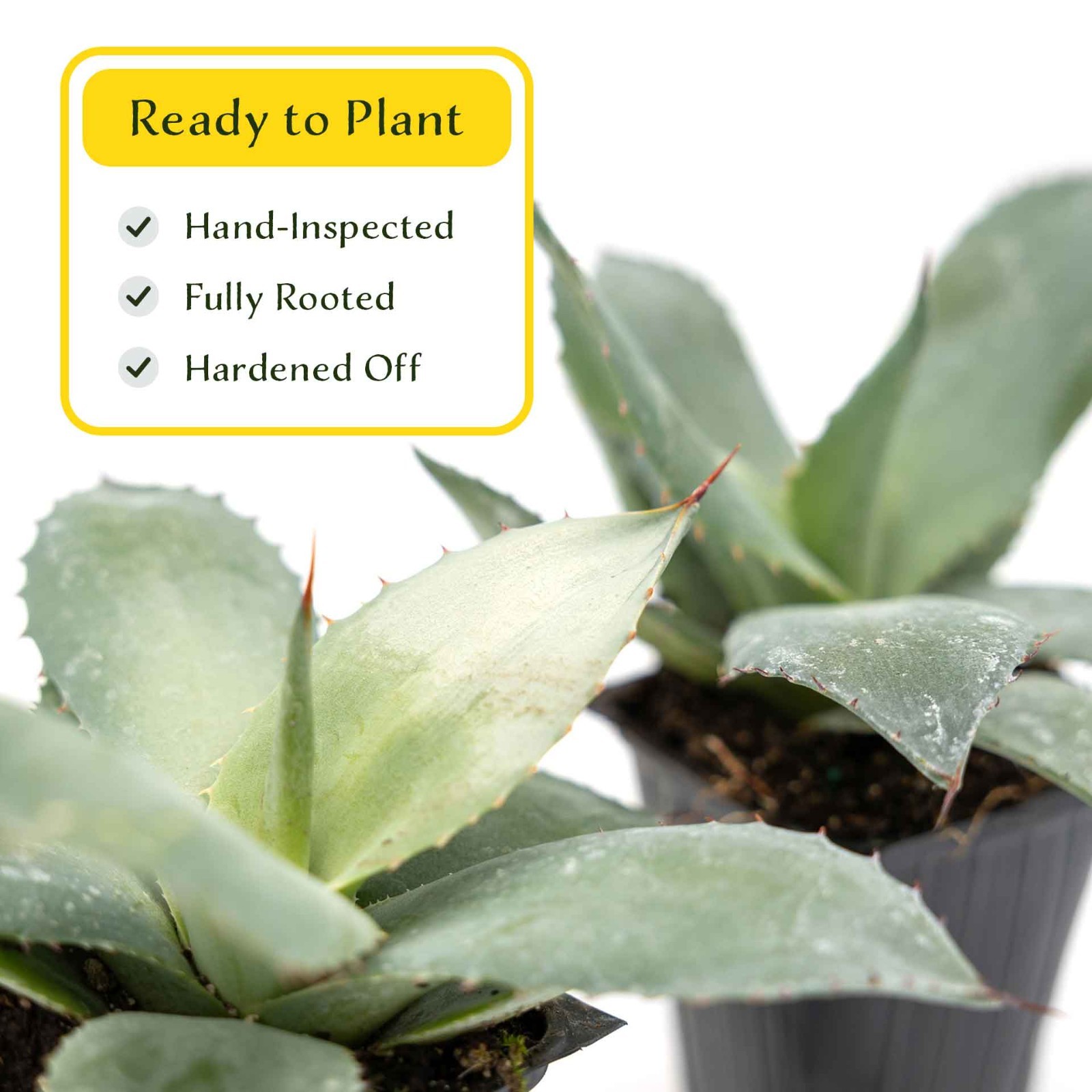 2 Artichoke Agave Succulent Plants in 3.5″ Cube- Live Blue Gray Rosette (parryi)