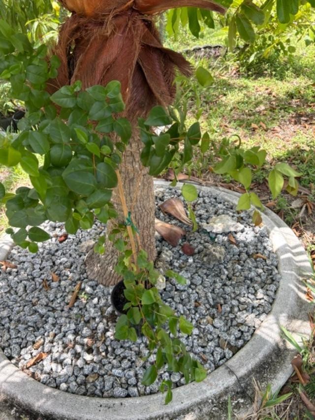 ~24 MO TRIPLE SURINAM BLACK CHERRY SEEDLINGS (EUGENIA UNIFLORA/LOLITA CULTIVAR)