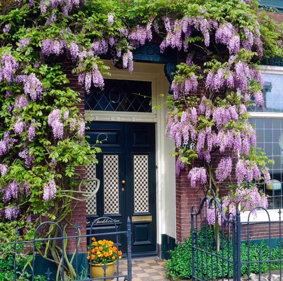 Wisteria Blue-Violet Flower Tree – 6 to 8 Inch Tall – 4 Inch Pot