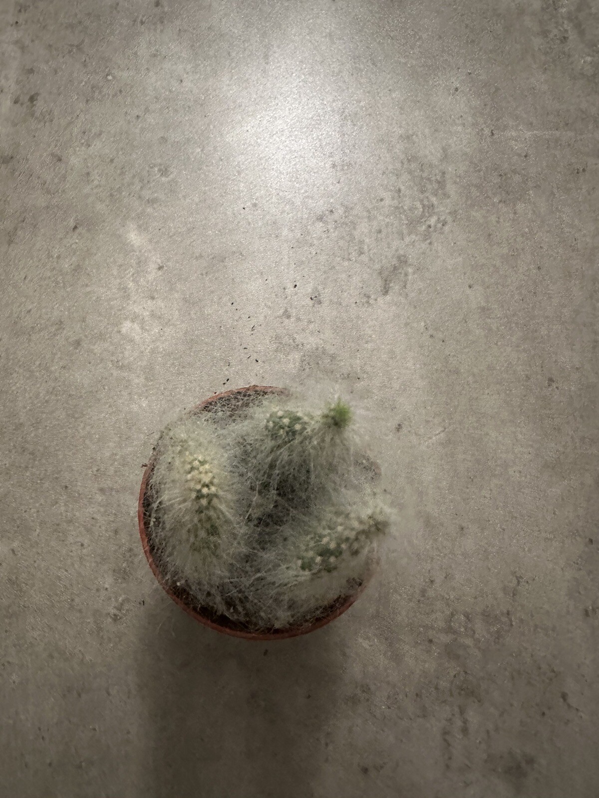 🌵🌵🌵Cactus Plant 2-3 Inches, Soft White Thorn Cactus 🇺🇸USA Seller