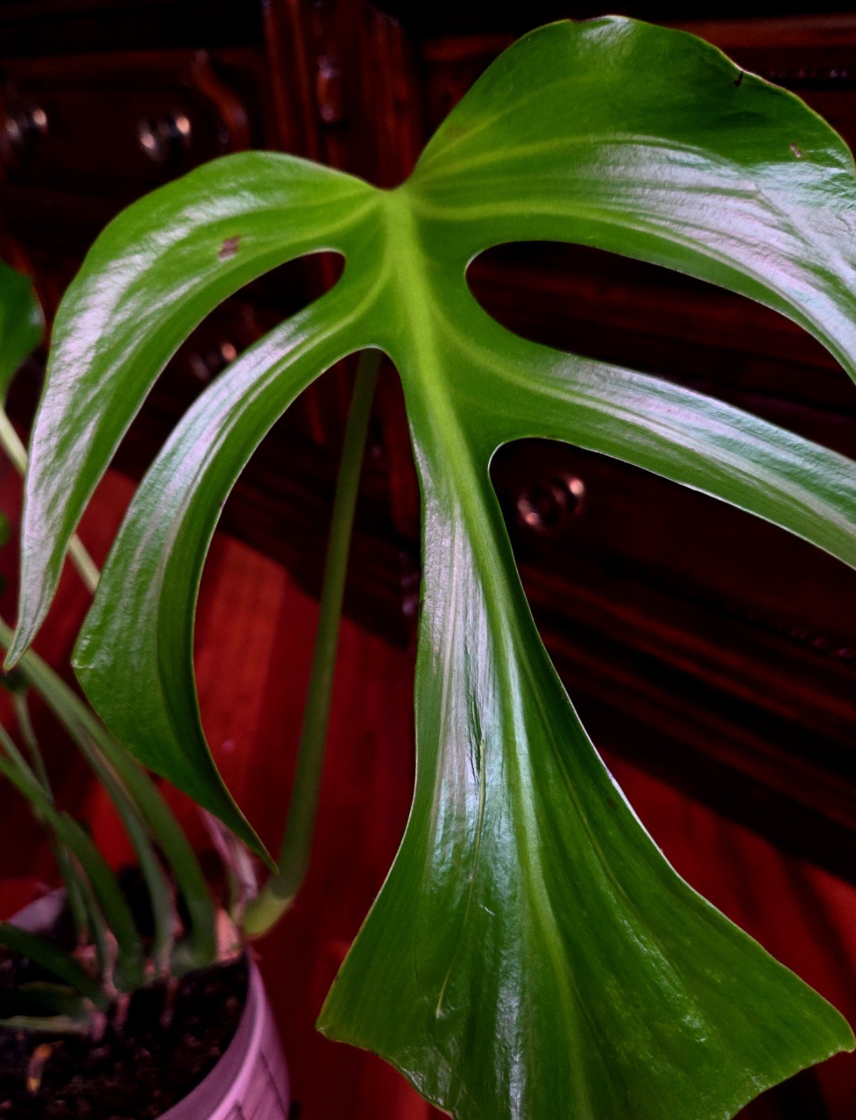Rare XL Monstera Burle Marx Flame 25″ Tall Aroid Not Philodendron Anthurium