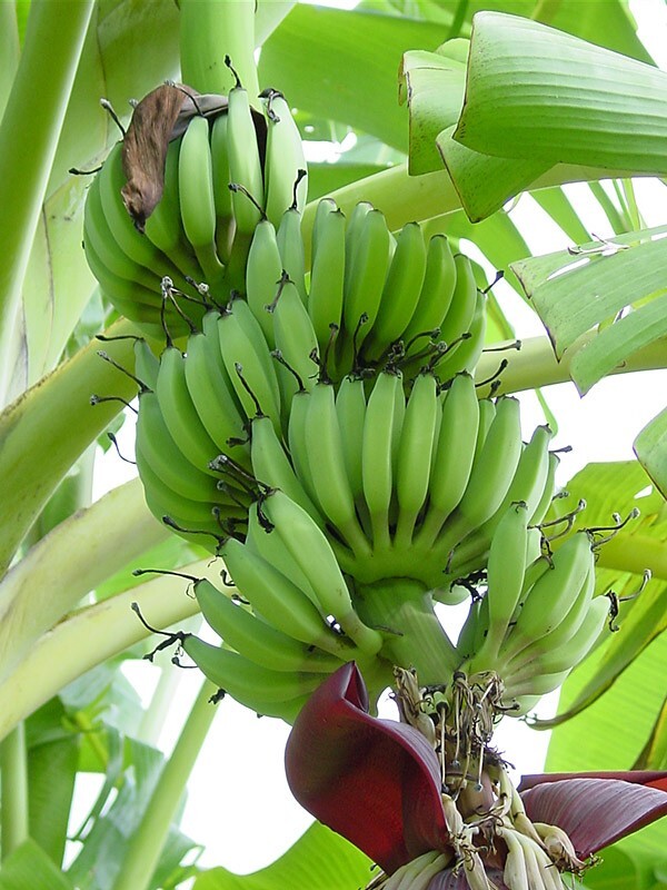 African Giant Banana Tree-musa kandarian- SMALL ROOTED STARTER PLANT-Grows 40 FT
