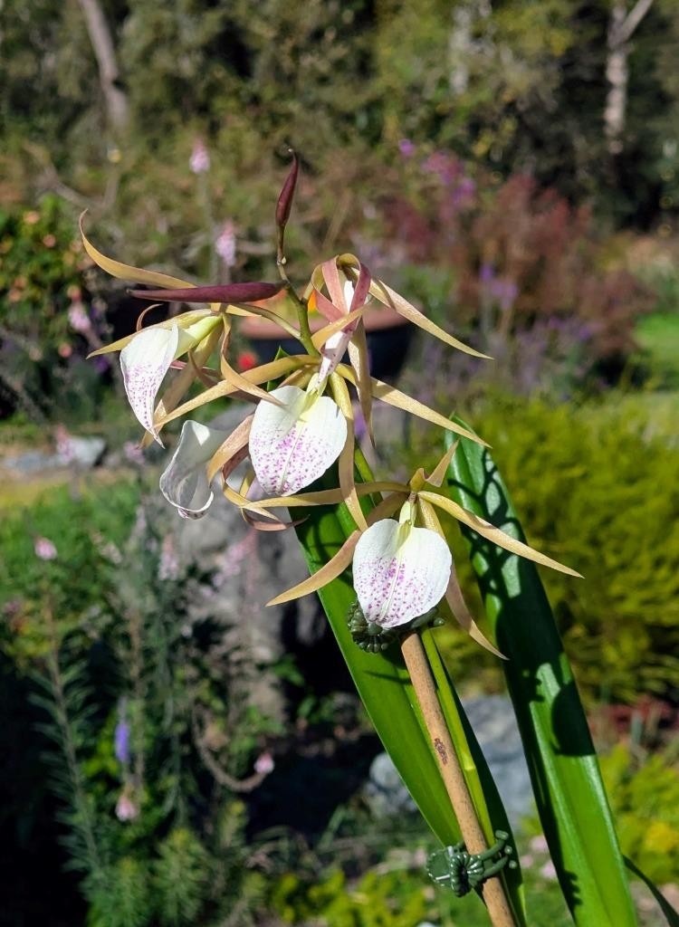 Fantastic New Fragrant Orchid Hybrid! Panarica brassavolae x Brassavola nodosa,