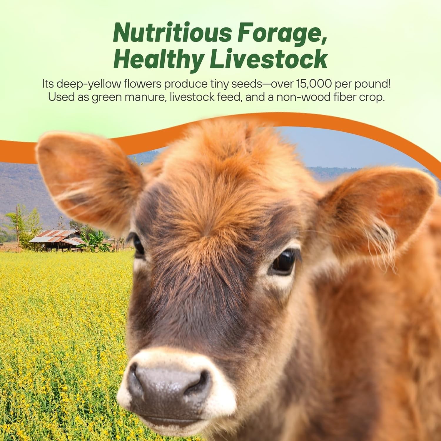 50 LBS Annual Sunn Hemp Pasture, Forage, and Cover Crop Seed