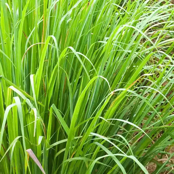 9 Lemongrass Fever Grass Tea Cooking Rooted Stalks