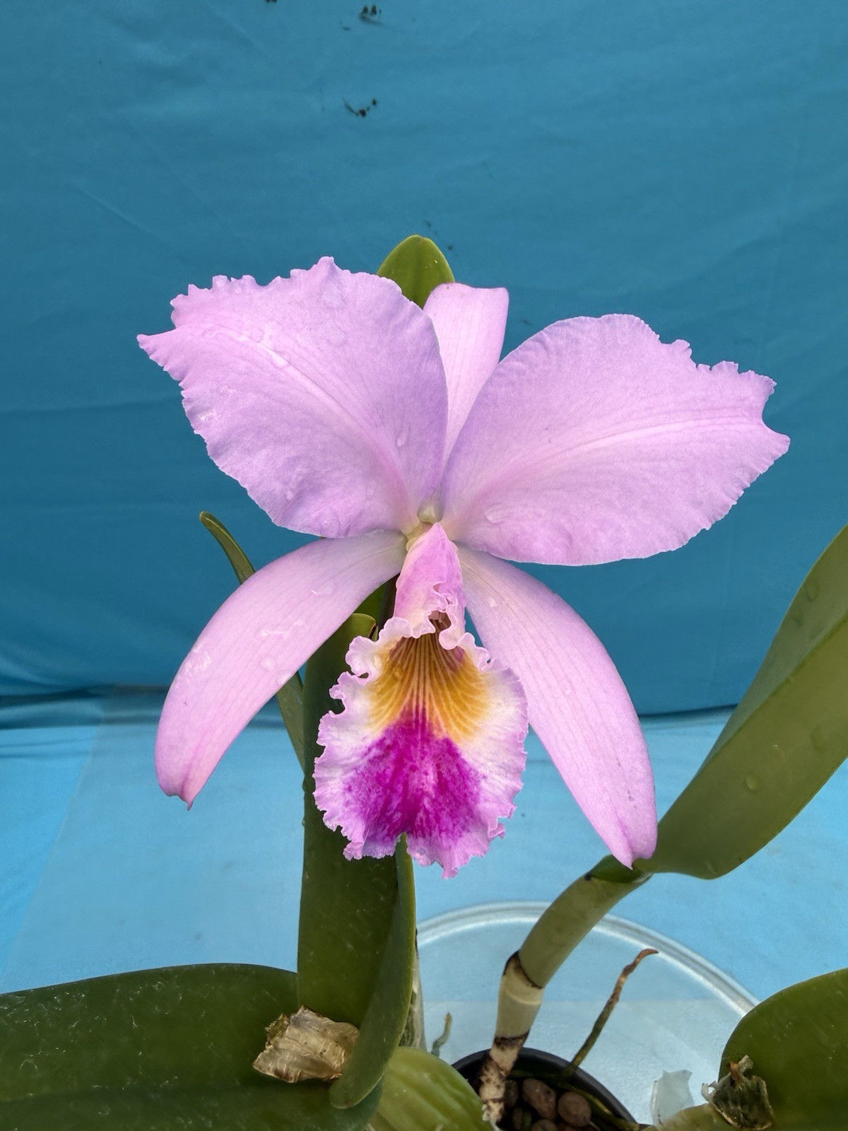 Cattleya gaskelliana ‘Pauline’ Species Orchid Eros 6” Pot Bloom + Two Sheaths