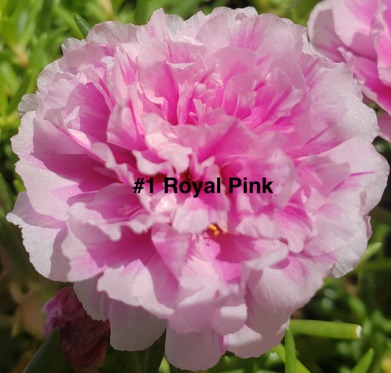 Moss Rose ( Portulaca Grandiflora ) , Mix, 10 unrooted Cutting