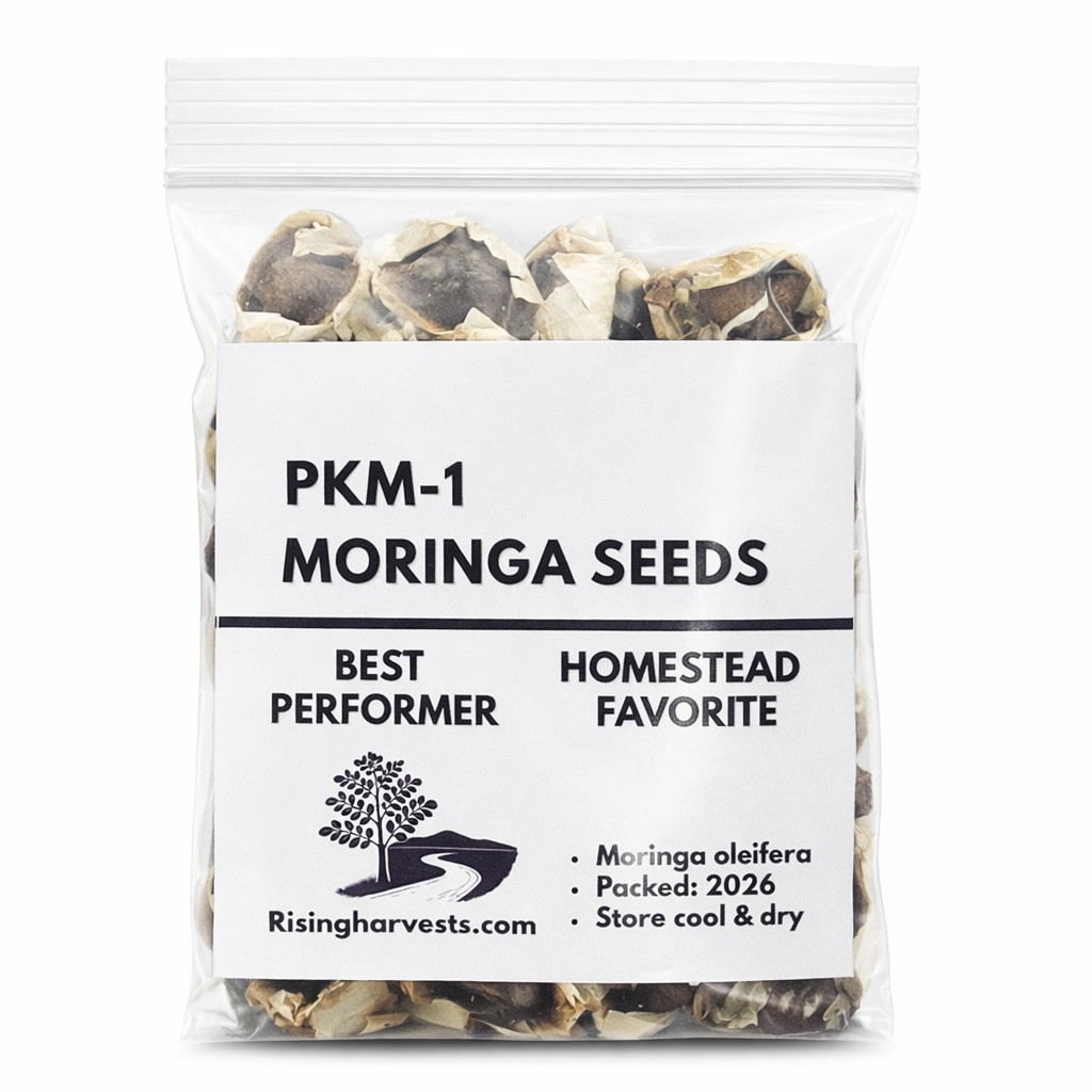 PKM-1 Moringa Oleifera Seeds (30) High Germination, Fast-Growing Drumstick Tree