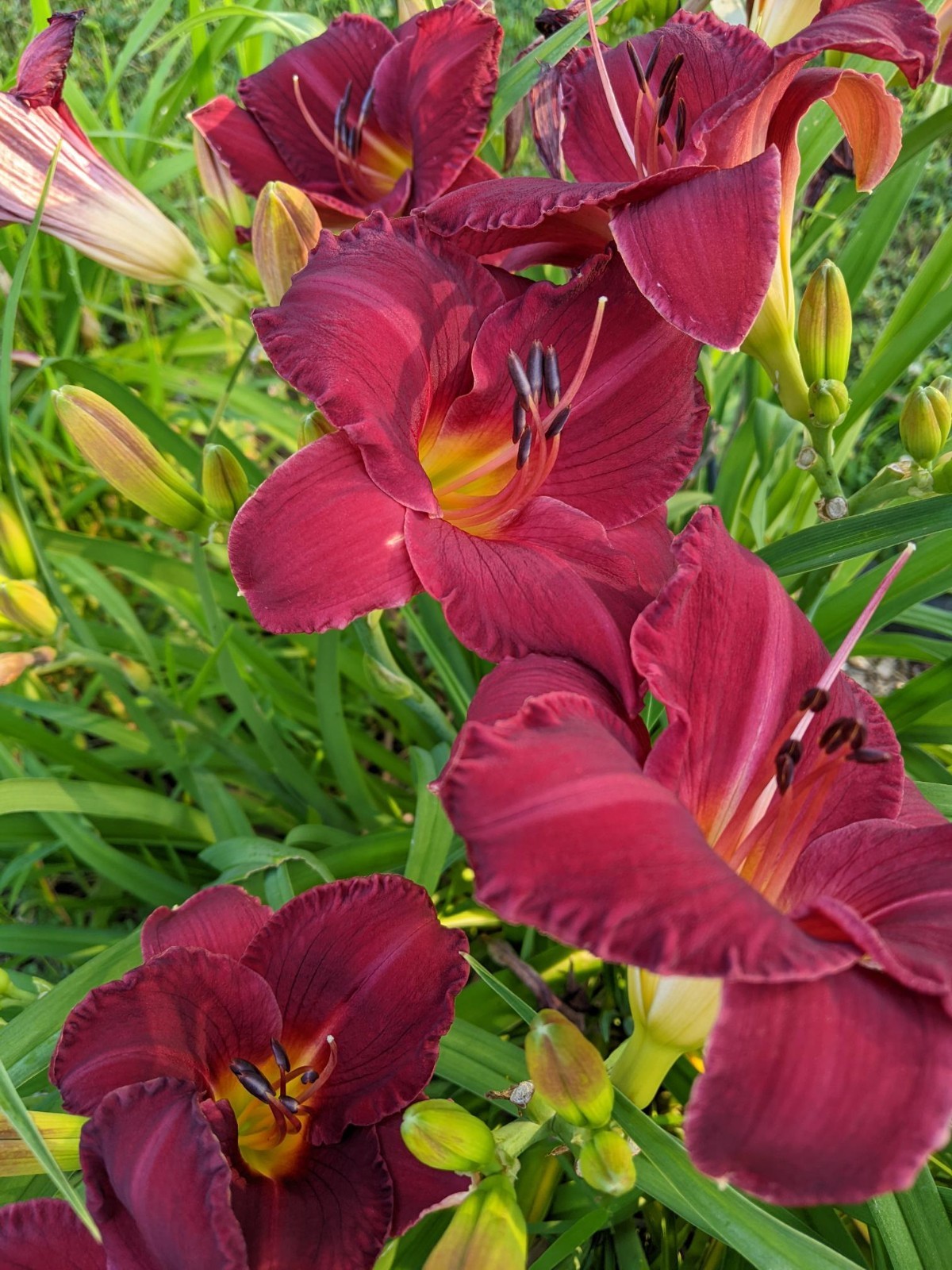 DAYLILY CHARLES JOHNSTON Cherry red with green throat – 2 Fans