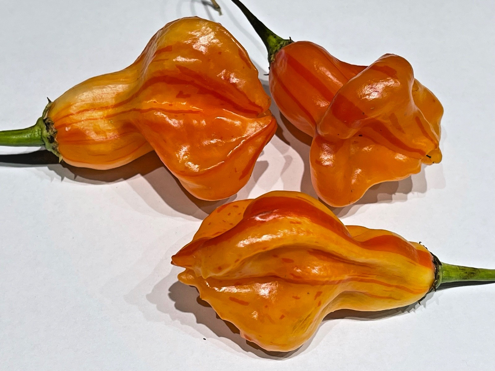 Golden Cayenne Pepper Seeds – 2025 Harvest – 25+ Seeds – Non-GMO