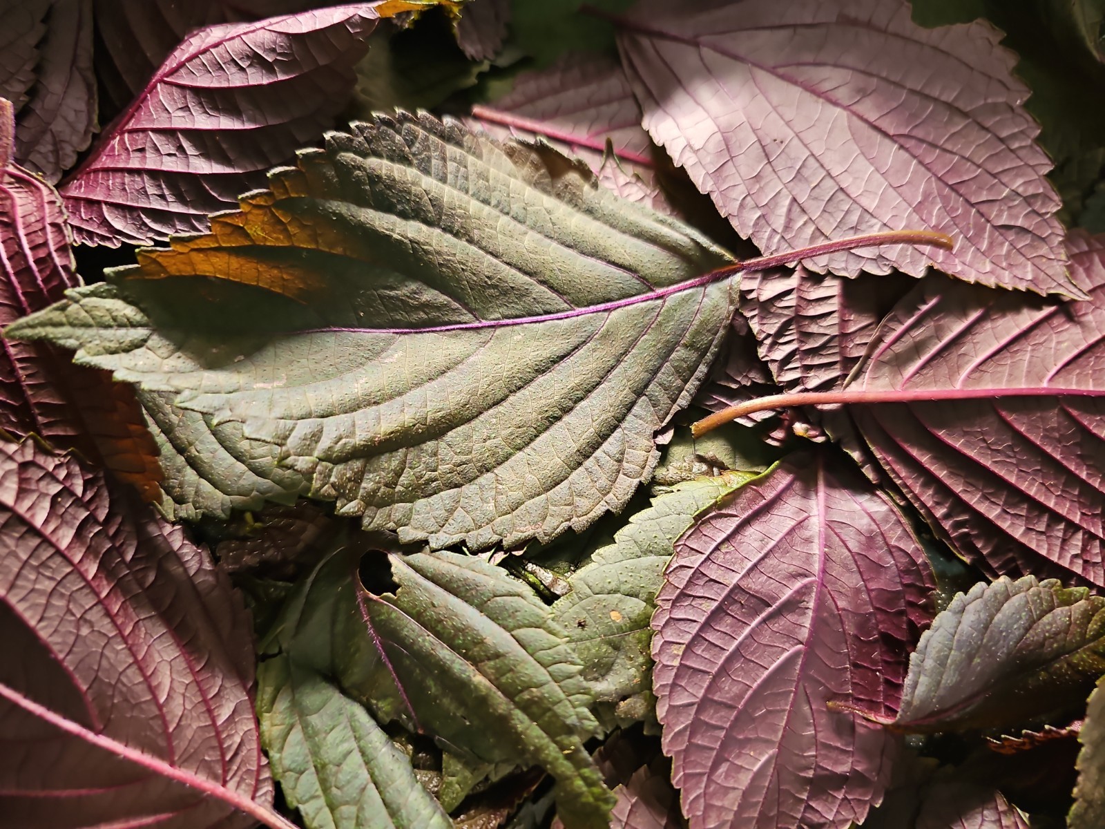 Over 1000 Purple Shiso Seeds, Perilla, Beefsteak Plant * organically Grown