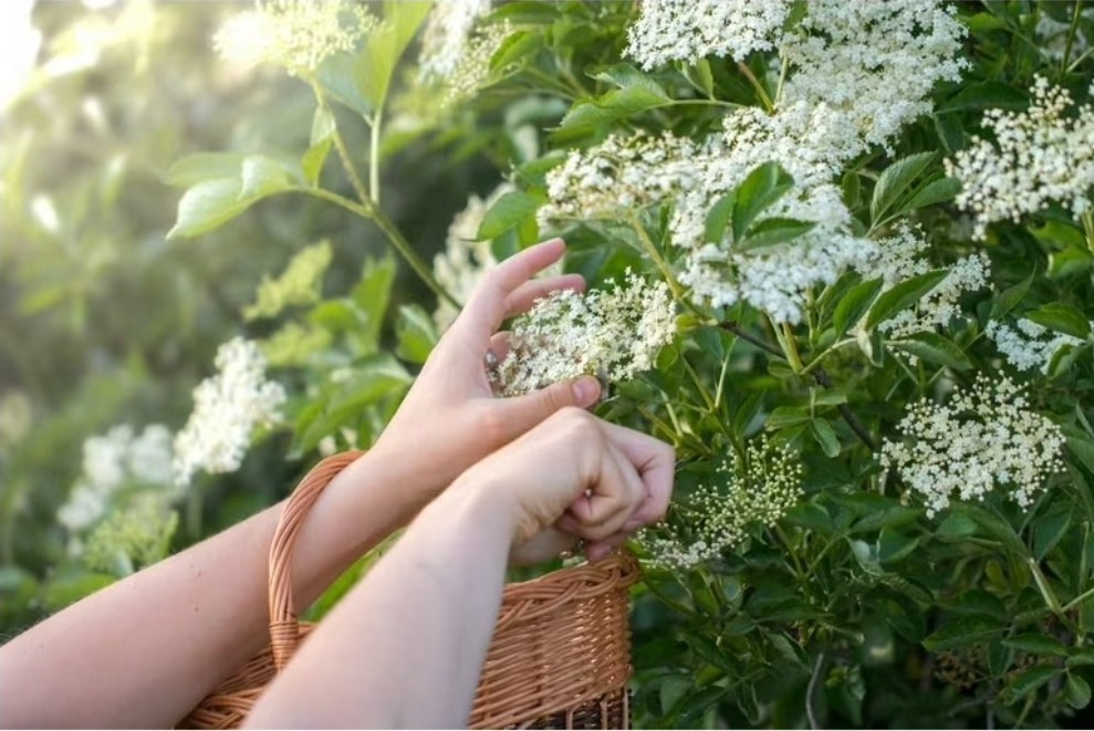 Live American Elderberry Cuttings – Sambucus Canadensis – Organic READY TO GROW