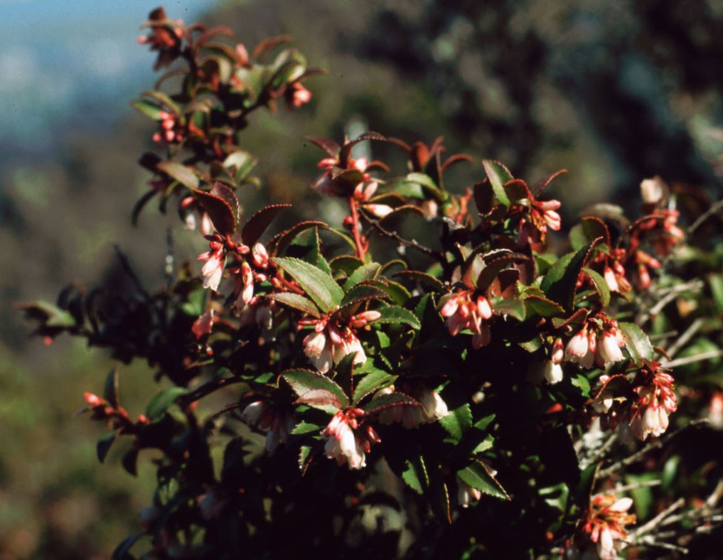 Live Huckleberry Plant, Vaccinium ovatum, 1-2″ Tall in 1,5″ pot, Edible Berries