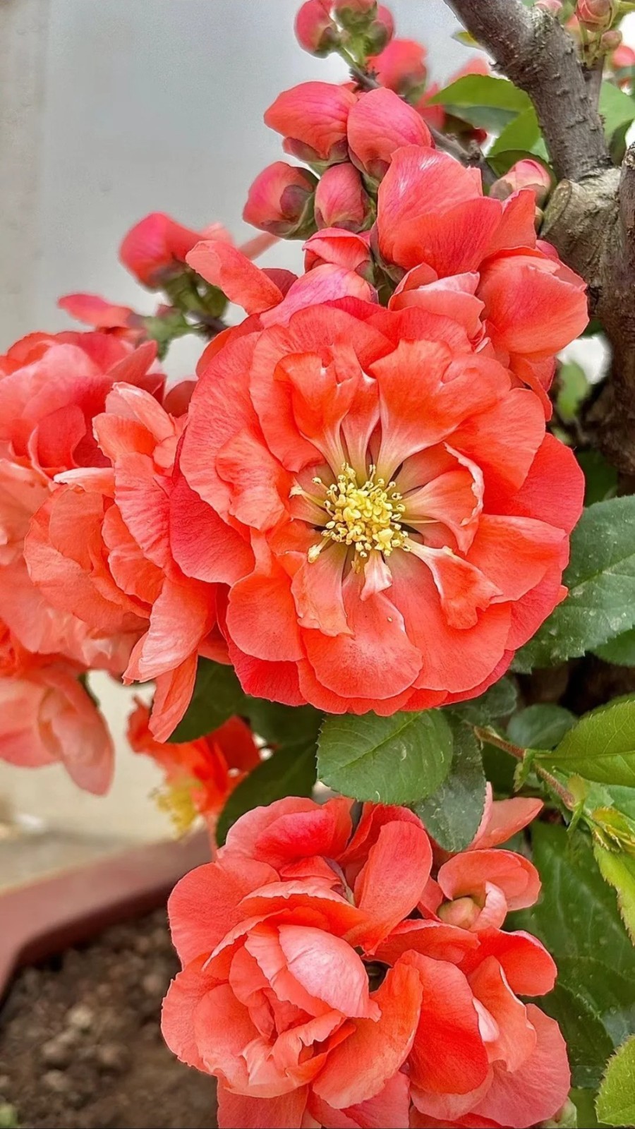 Japanese Flowering Quince ‘Sekai Ichi’ Live Plant 2-3 Gal Chaenomeles Bonsai Red