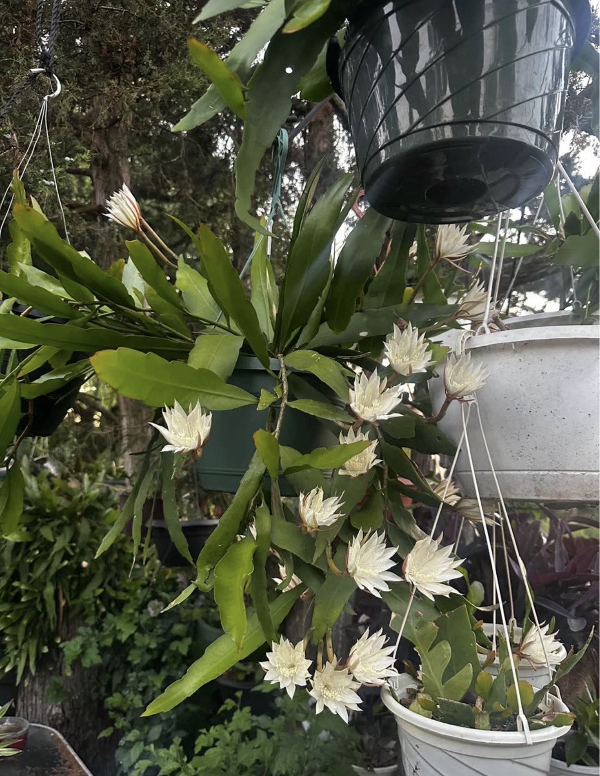 Epiphyllum Oxypetalum (Queen of the Night Orchid Cactus) Well-rooted Live Plant