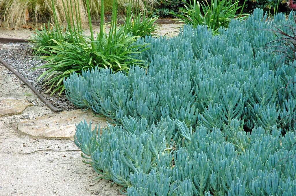 2 Blue Chalk Sticks Senecio Mandraliscae Succulent Plants Cuttings