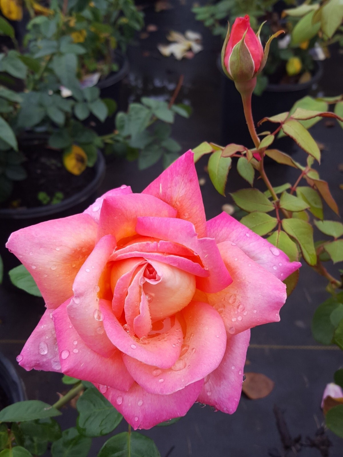 Broadway Rose 3 Gal Golden Yellow Pink Live Bush Plants Hybrid Tea Plant Roses