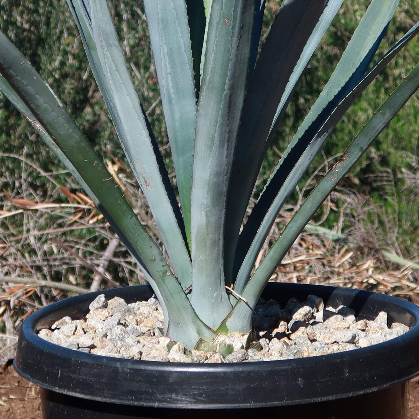 Blue agave – Agave Tequilana ‘Tequila Plant’ cactus Cacti Succulent real live pl