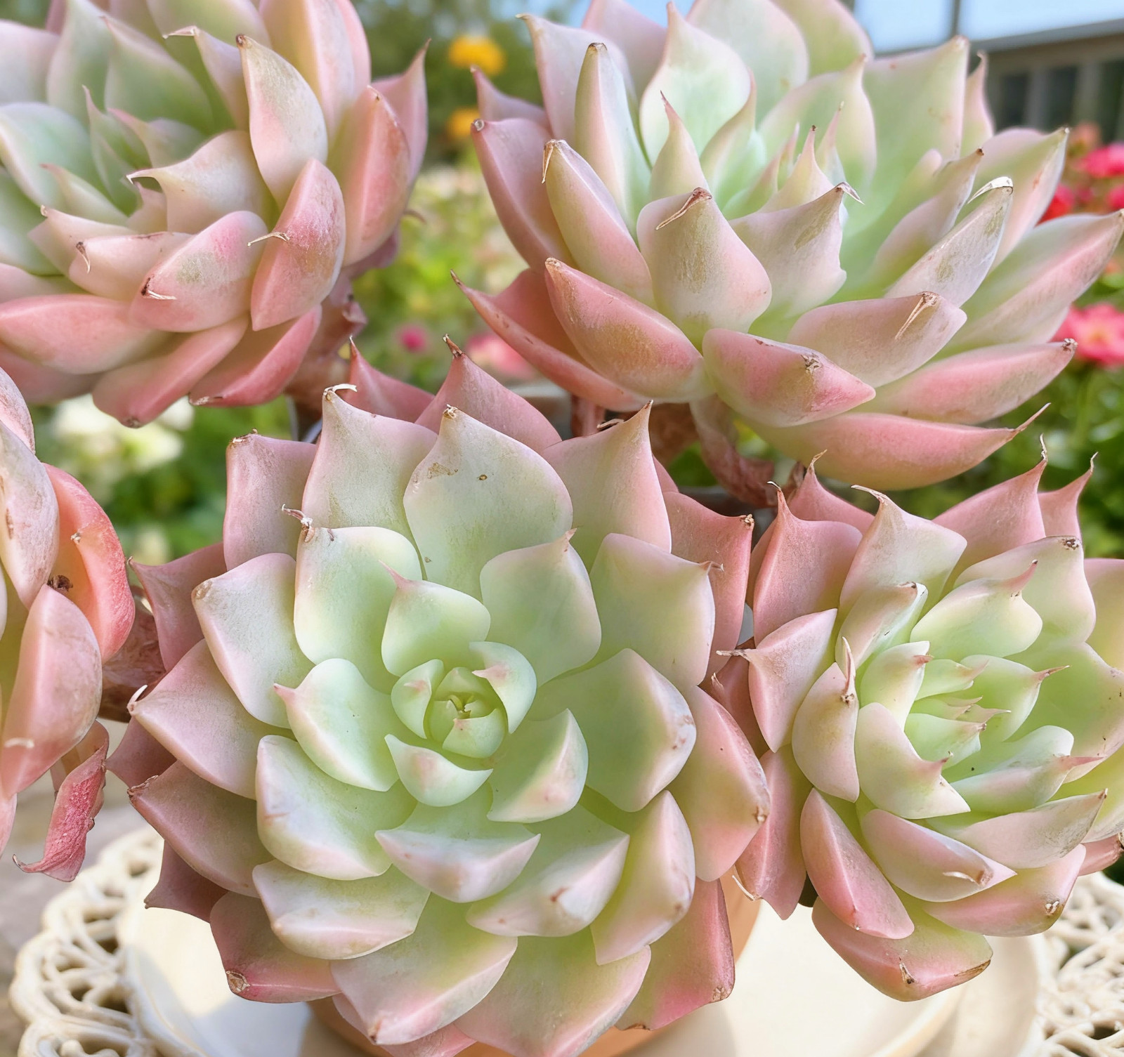 Margaret Rare Succulent Plant, Bare Root Easy Care Live