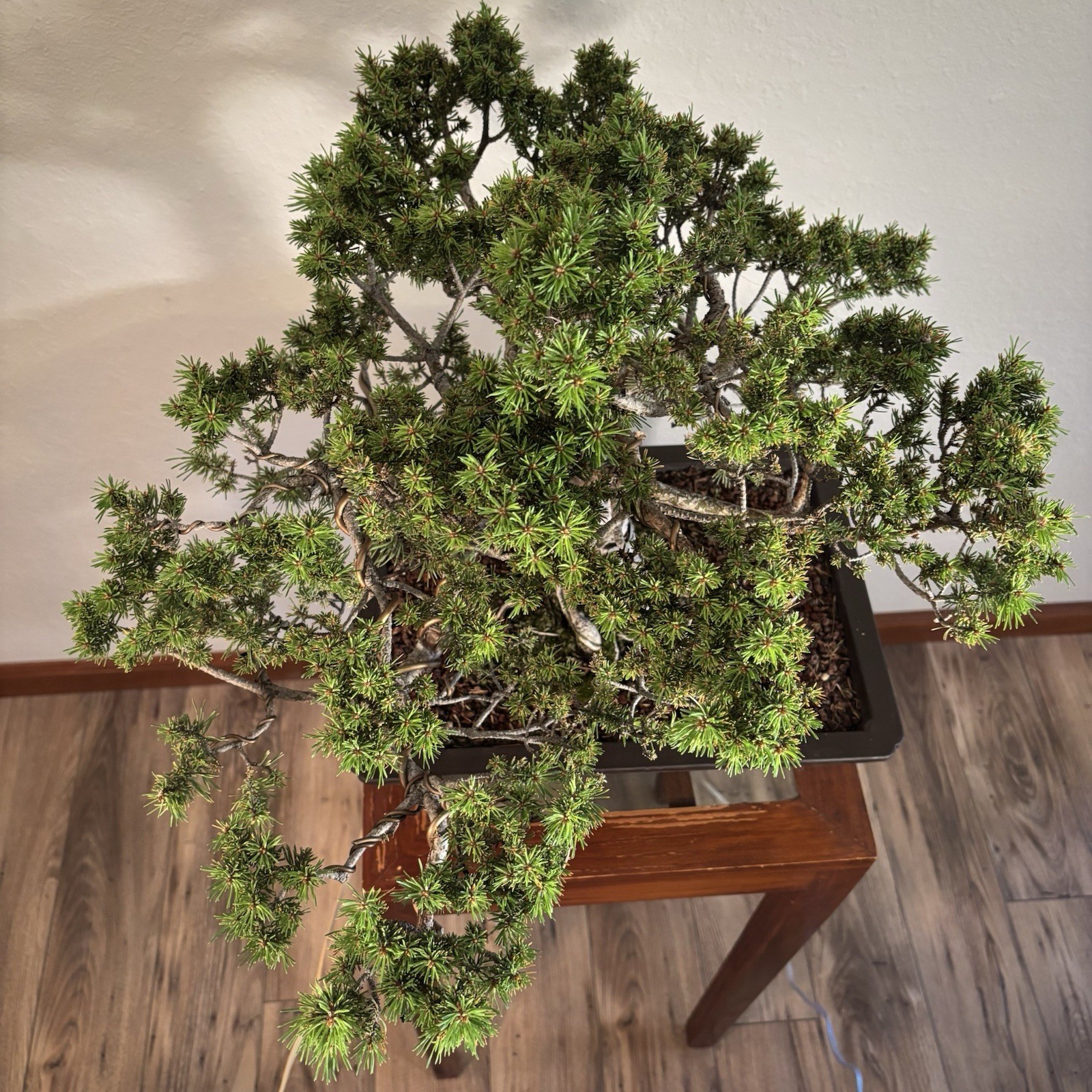 Mature Specimen Pine Bonsai Tree – Jack Pine 15-20 Years Thick Trunk Styled