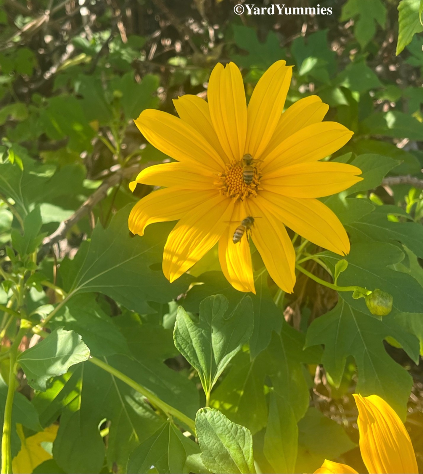 Mexican Sunflower Cuttings (Unrooted) Yellow Flower- Permaculture Chop & Drop