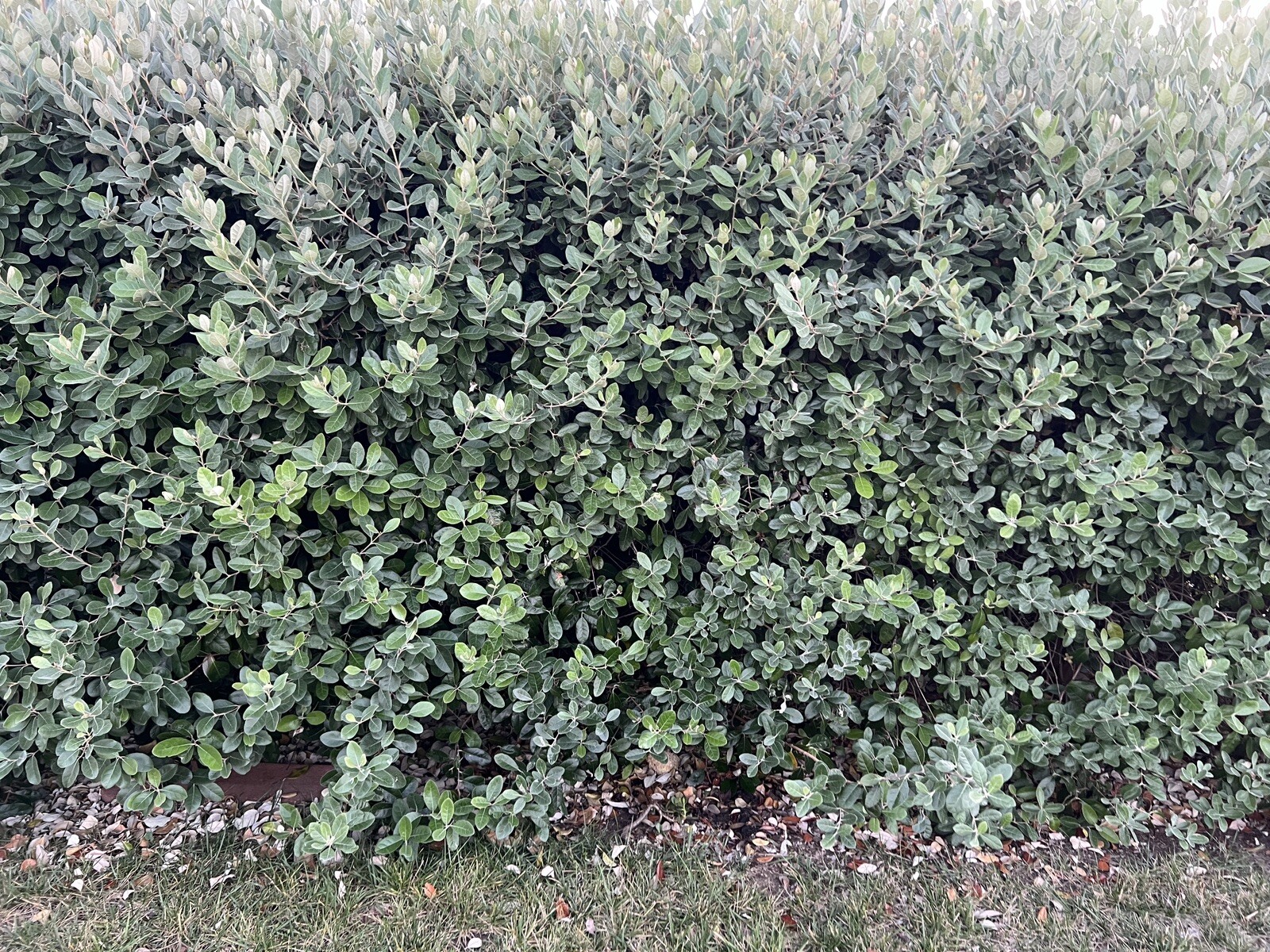 10 Pineapple Guava- Feijoa Tree Fresh Unrooted Cuttings 4″-6″ Hardy Zones 7b-11