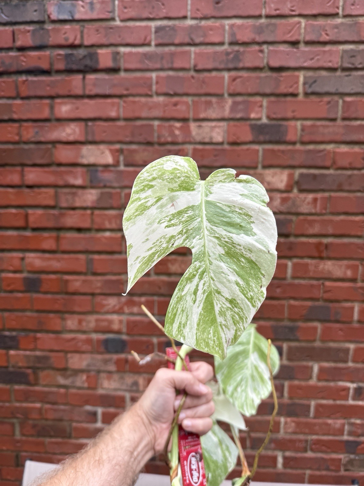 Monstera Albo Borsigiana Variegated Top Cutting Rooted, 5 Leaves