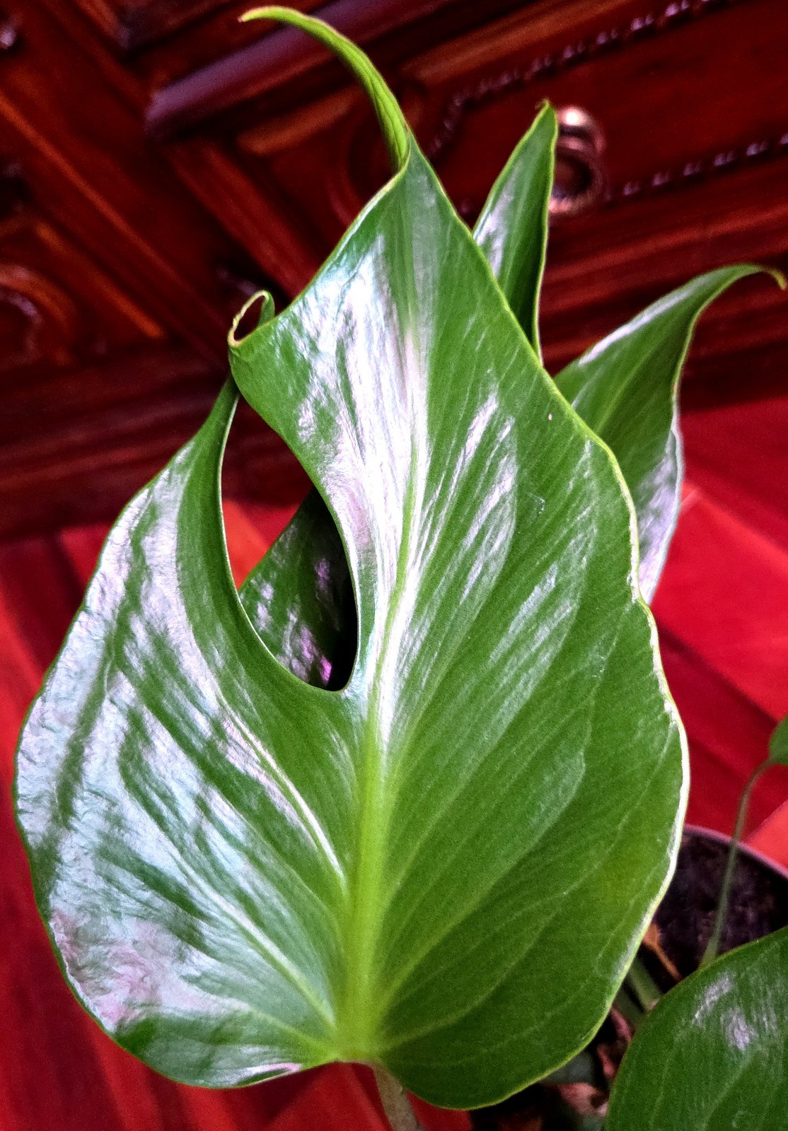 Rare XL Monstera Burle Marx Flame 25″ Tall Aroid Not Philodendron Anthurium