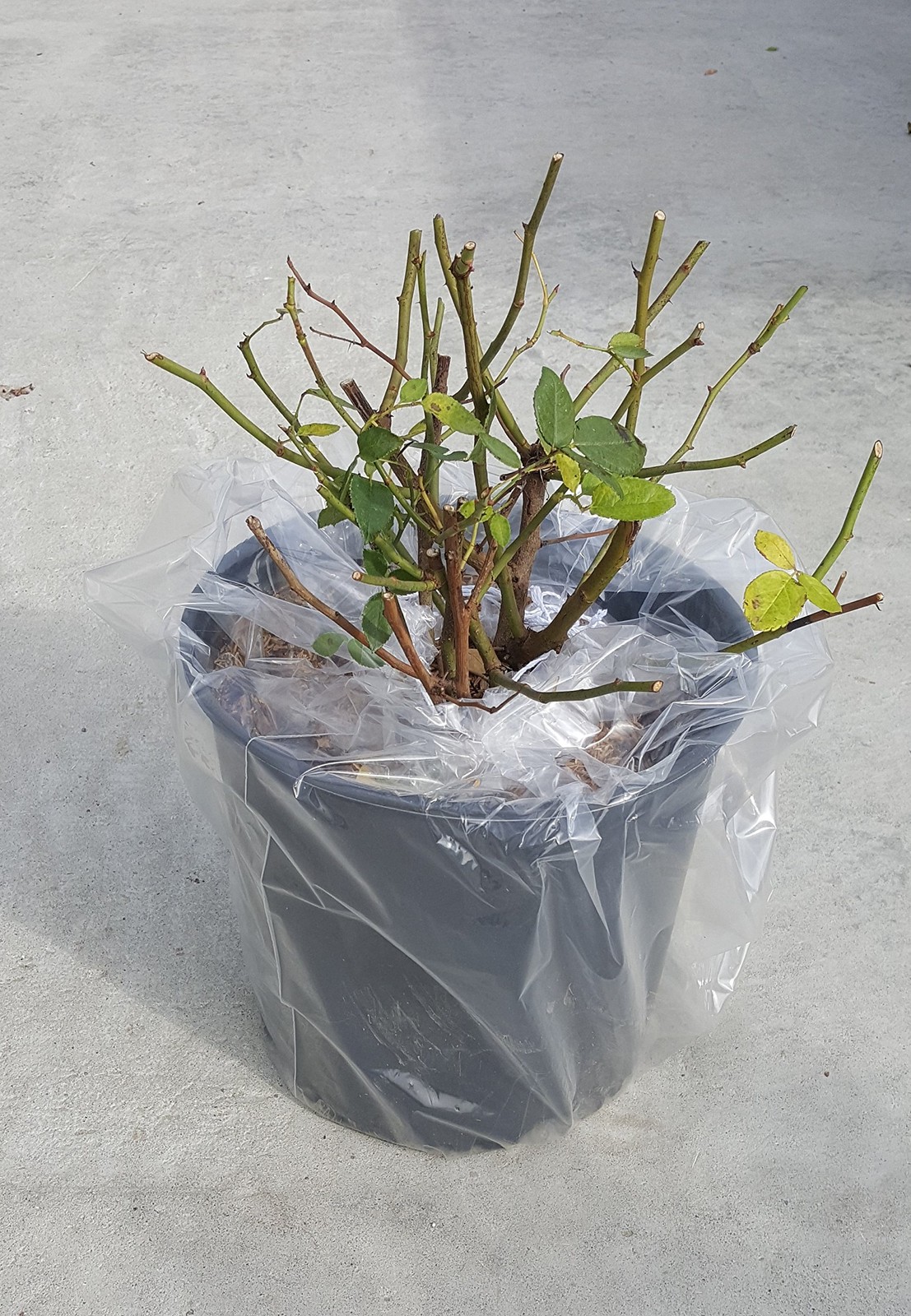 Green Promise Farms Rosa Zphirine Drouhin Climbing Rose Rose Thornless Pink