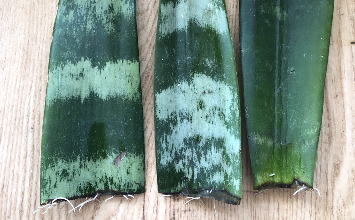 3 Snake Plant Cutting With Roots Mother-In-Law’s Tongue Sanseveria Live Plant