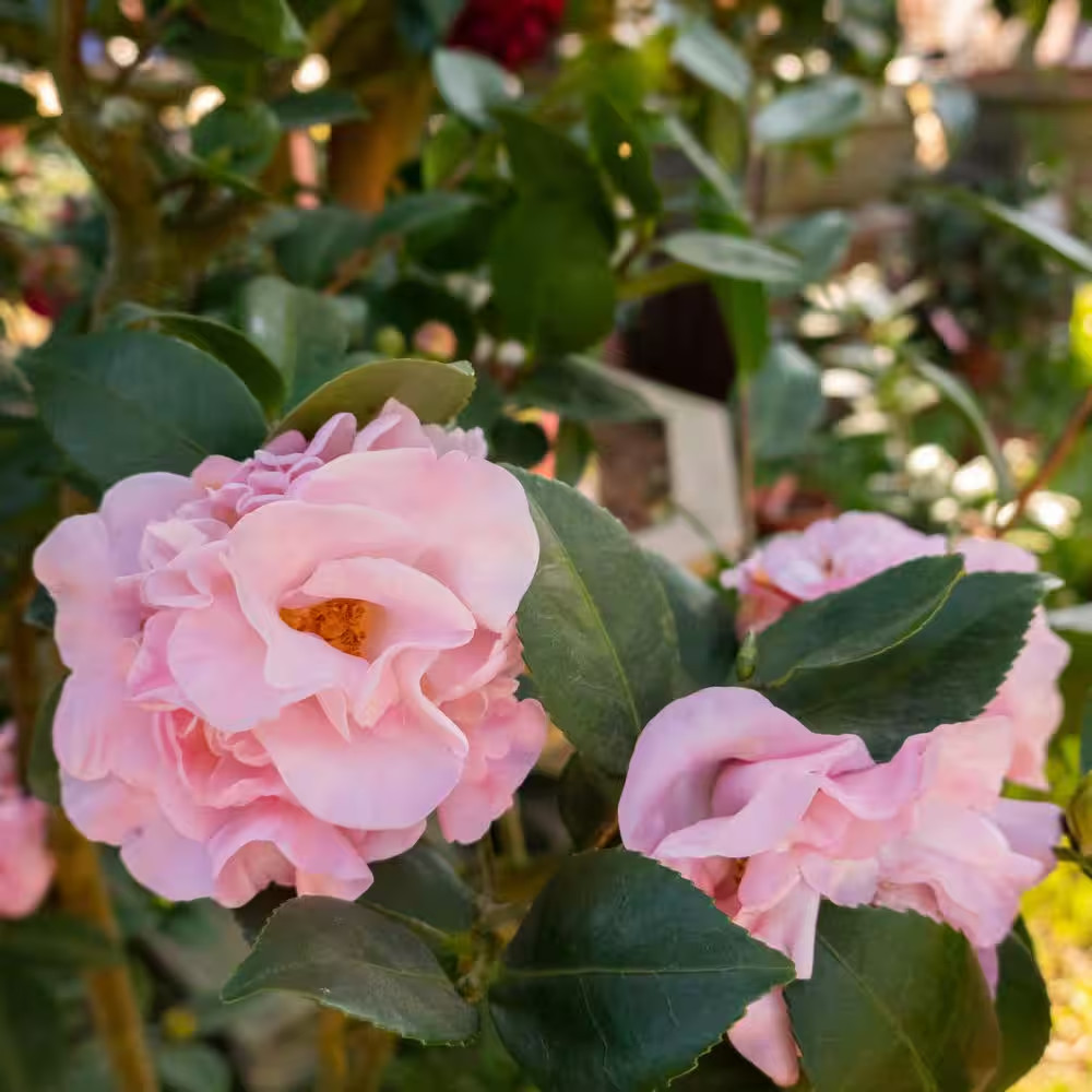 1 Gal. High Fragrance Camellia Japonica Shrub with Pink Flowers