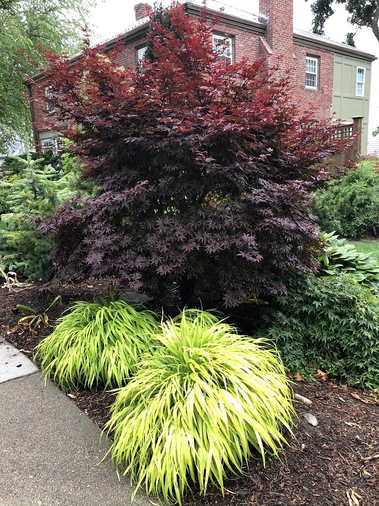 Hakonechloa macra ‘All Gold’ – Hakone Japanese Forest Grass *Live Plant