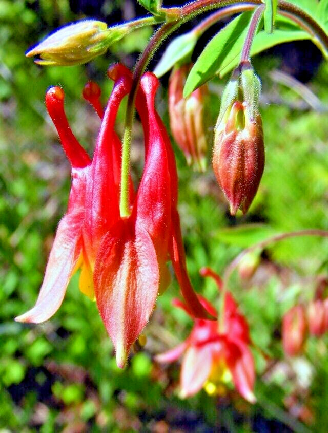 WESTERN RED COLUMBINE, 200 SEEDS, AQUILEGIA FORMOSA, SITKA COLUMBINE